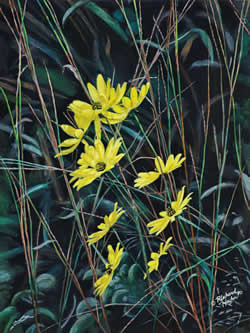 black eyed susan